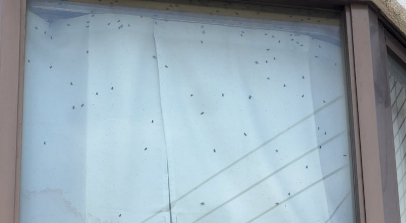 悚！看到鄰居窗戶爬滿蒼蠅察覺有異 報警驚見「孤獨死」