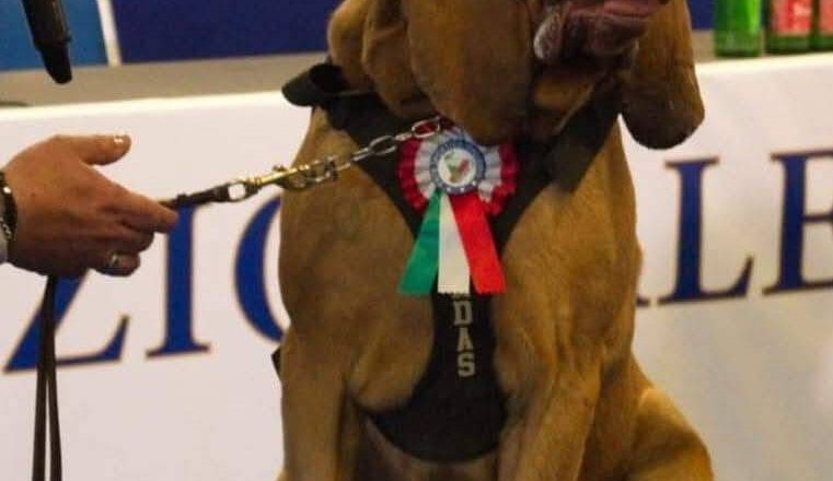 憾！义大利嗅探犬曾寻获9失踪者 被投喂塞满钉子的香肠致死