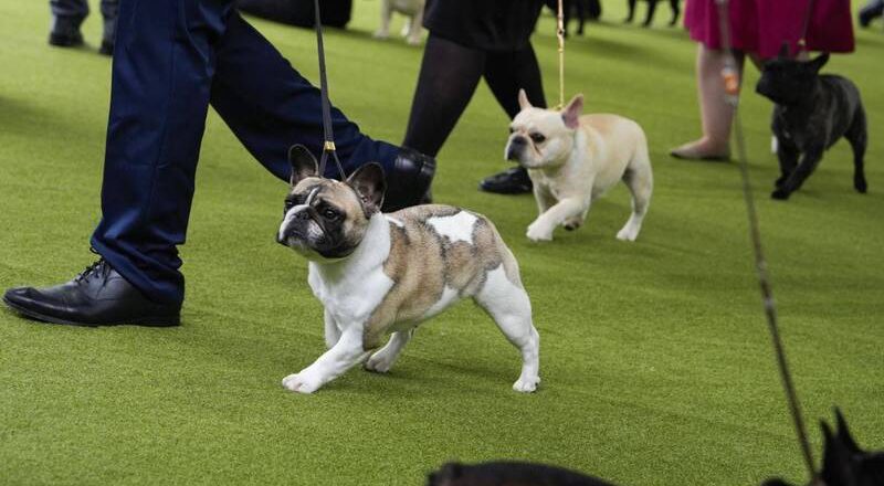 動保團體控告美國犬業俱樂部 宣揚犬只不健康身體特徵
