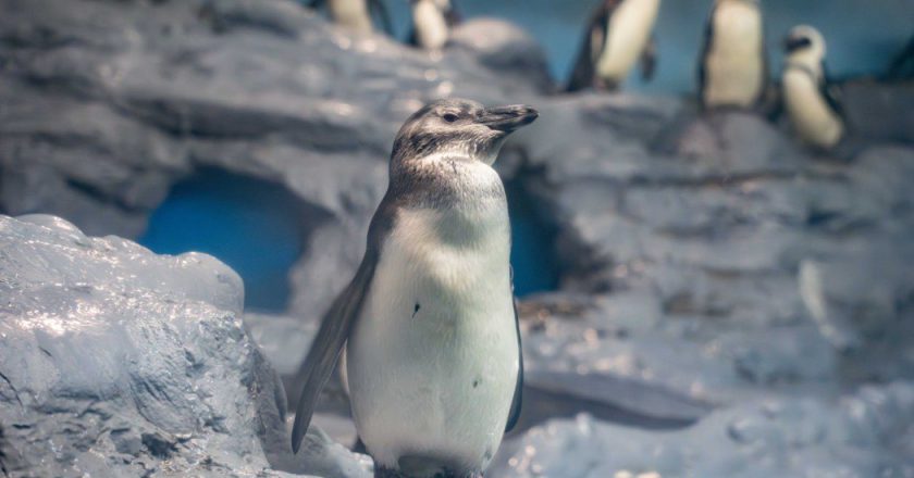 双城论坛参观上海小猫熊家园 「动物外交」成功在即？