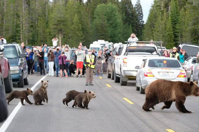摄影机放黄石公园洞穴10年 拍到惊人画面