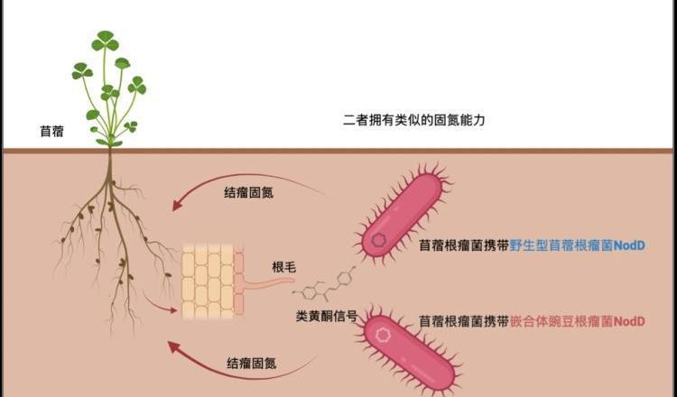 中国科学家破解豆科植物与根瘤菌共生6,000万年之谜